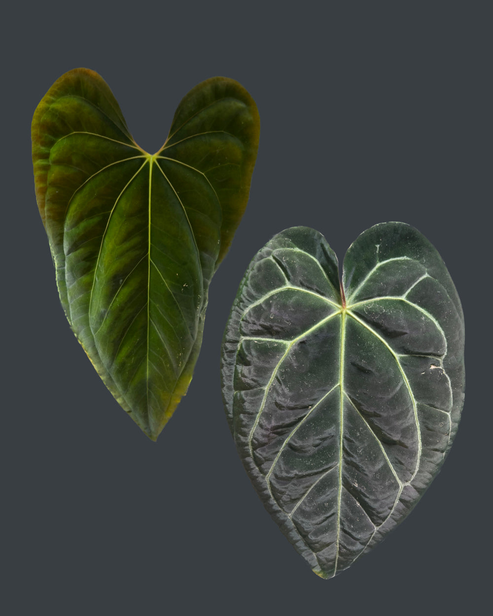 Anthurium papillilaminum A+ x (Black Widow x Michelle)