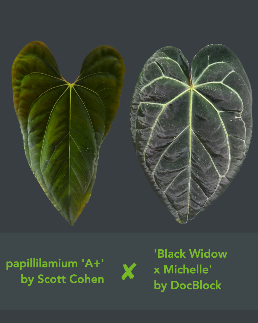 Anthurium papillilaminum A+ x (Black Widow x Michelle)