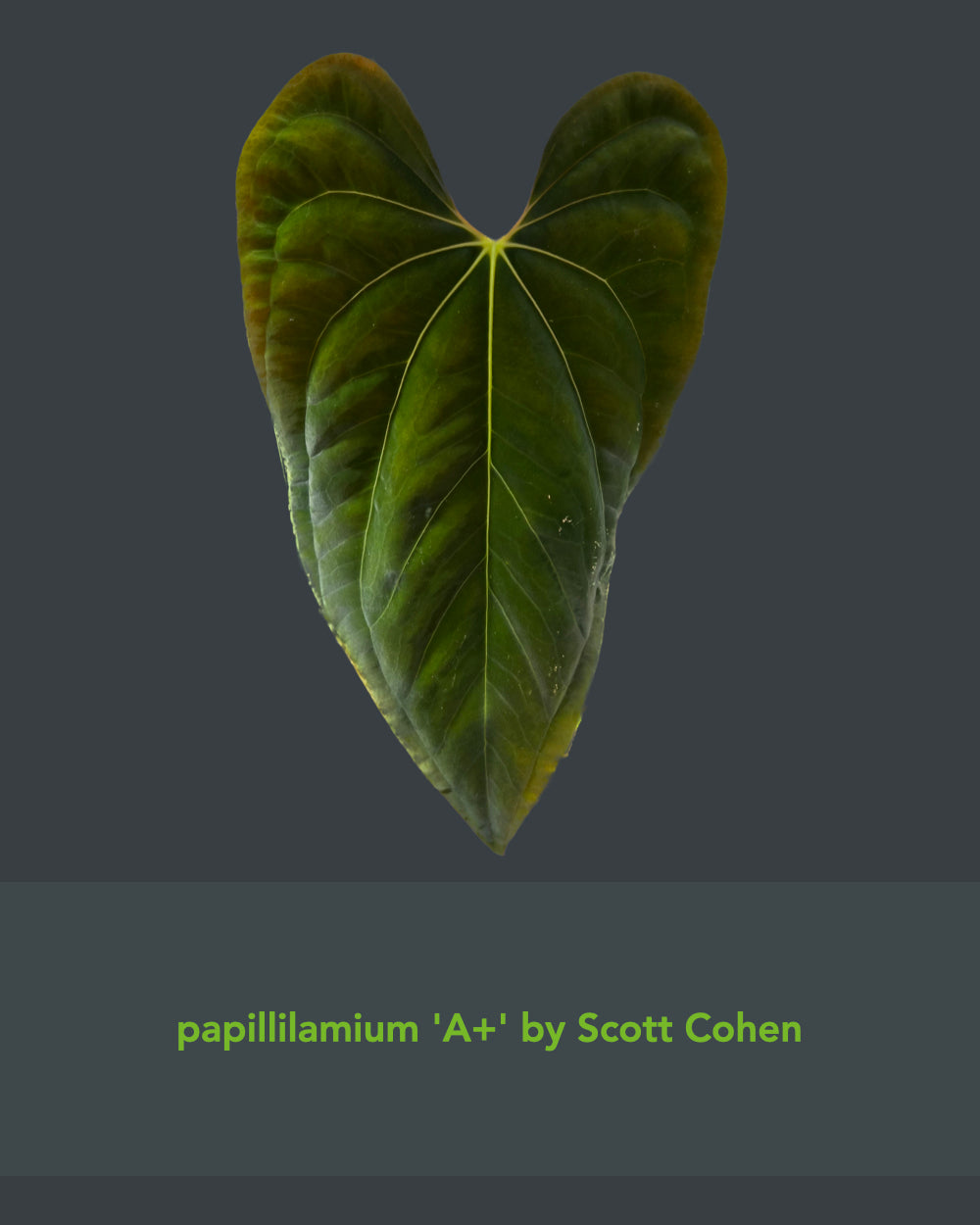 Anthurium papillilaminum A+ x (Black Widow x Michelle)