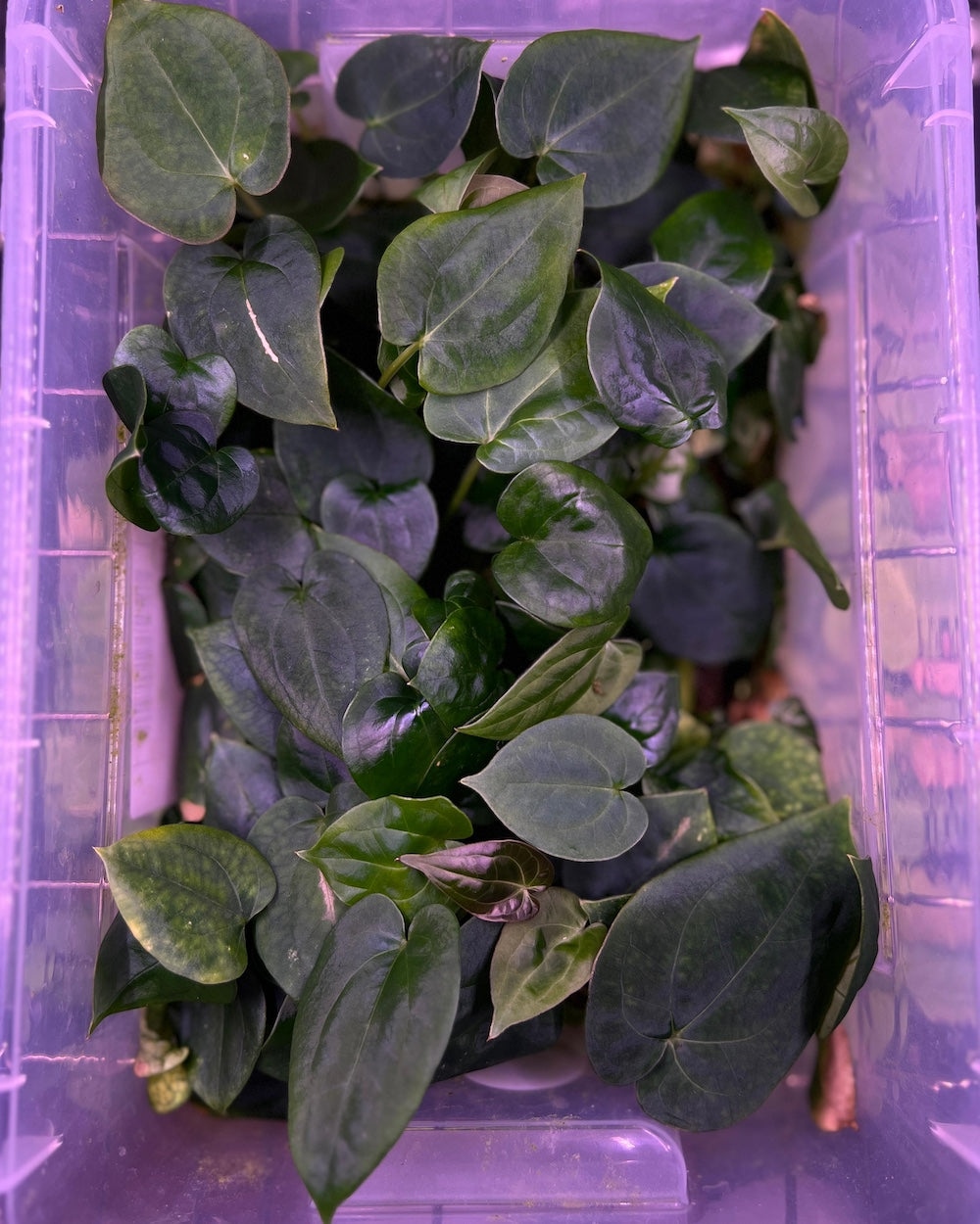 Anthurium papillilaminum A+ x (Black Widow x Michelle)