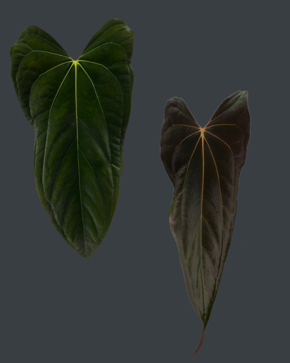Anthurium papillilaminum (FSxRL) X (RLxFS)
