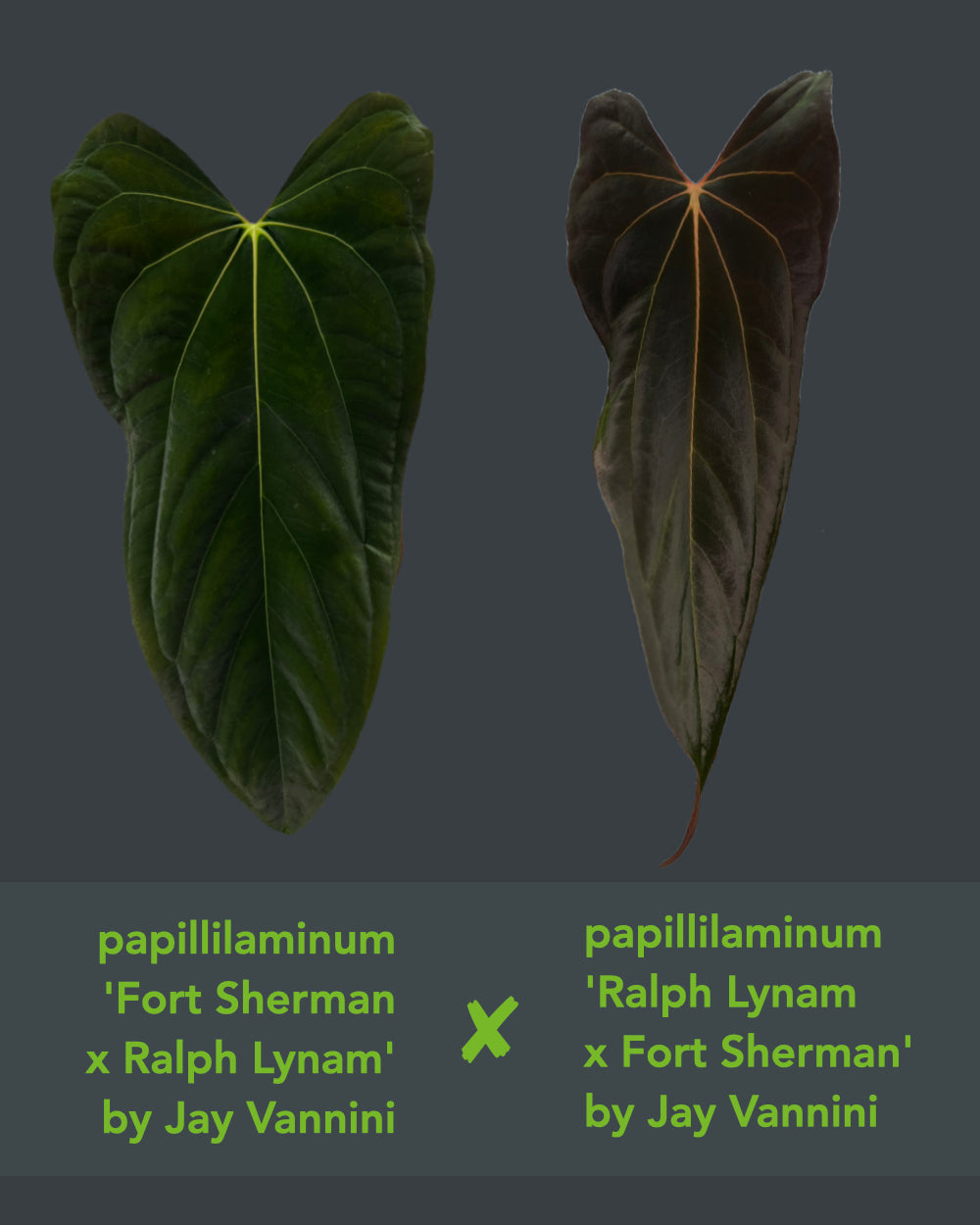 Anthurium papillilaminum (FSxRL) X (RLxFS)
