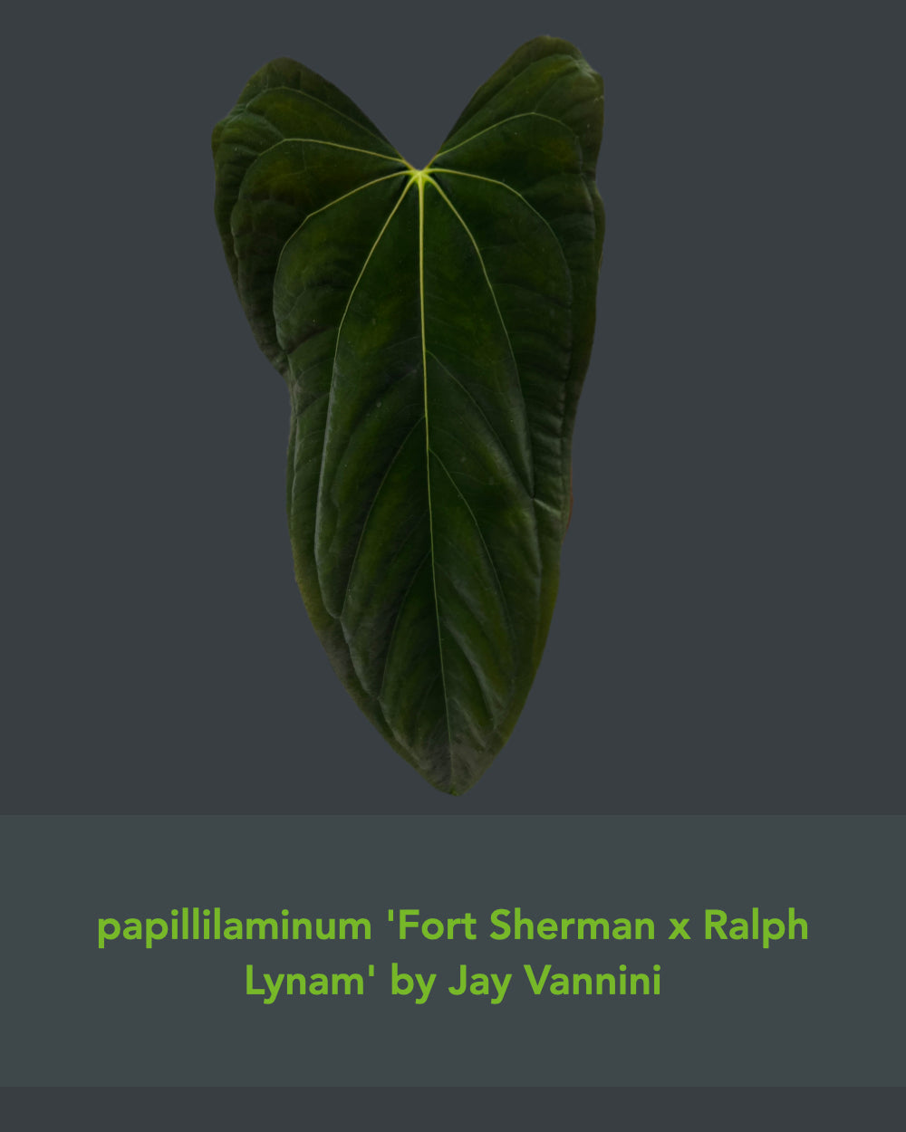 Anthurium papillilaminum (FSxRL) X (RLxFS)