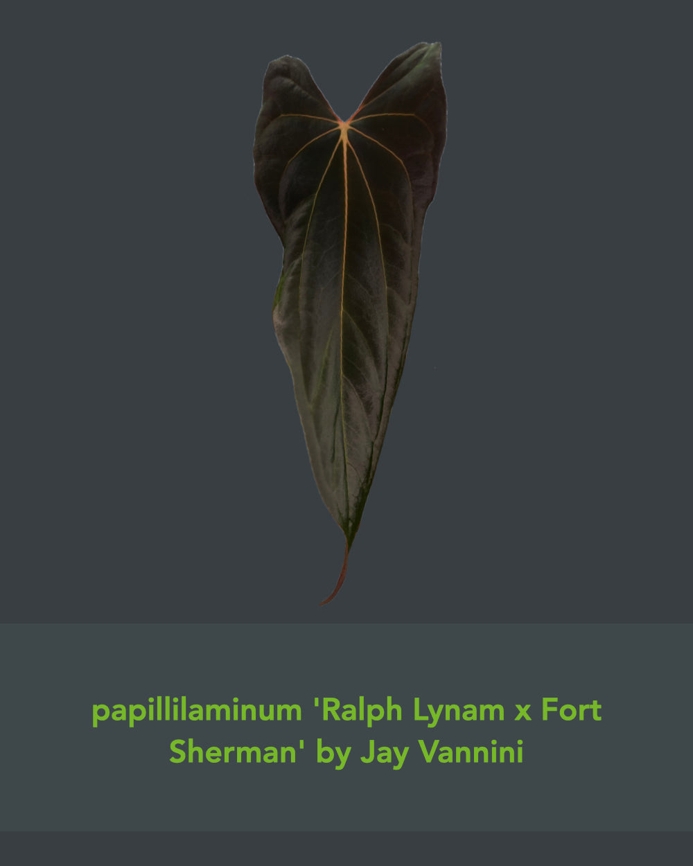 Anthurium papillilaminum (FSxRL) X (RLxFS)