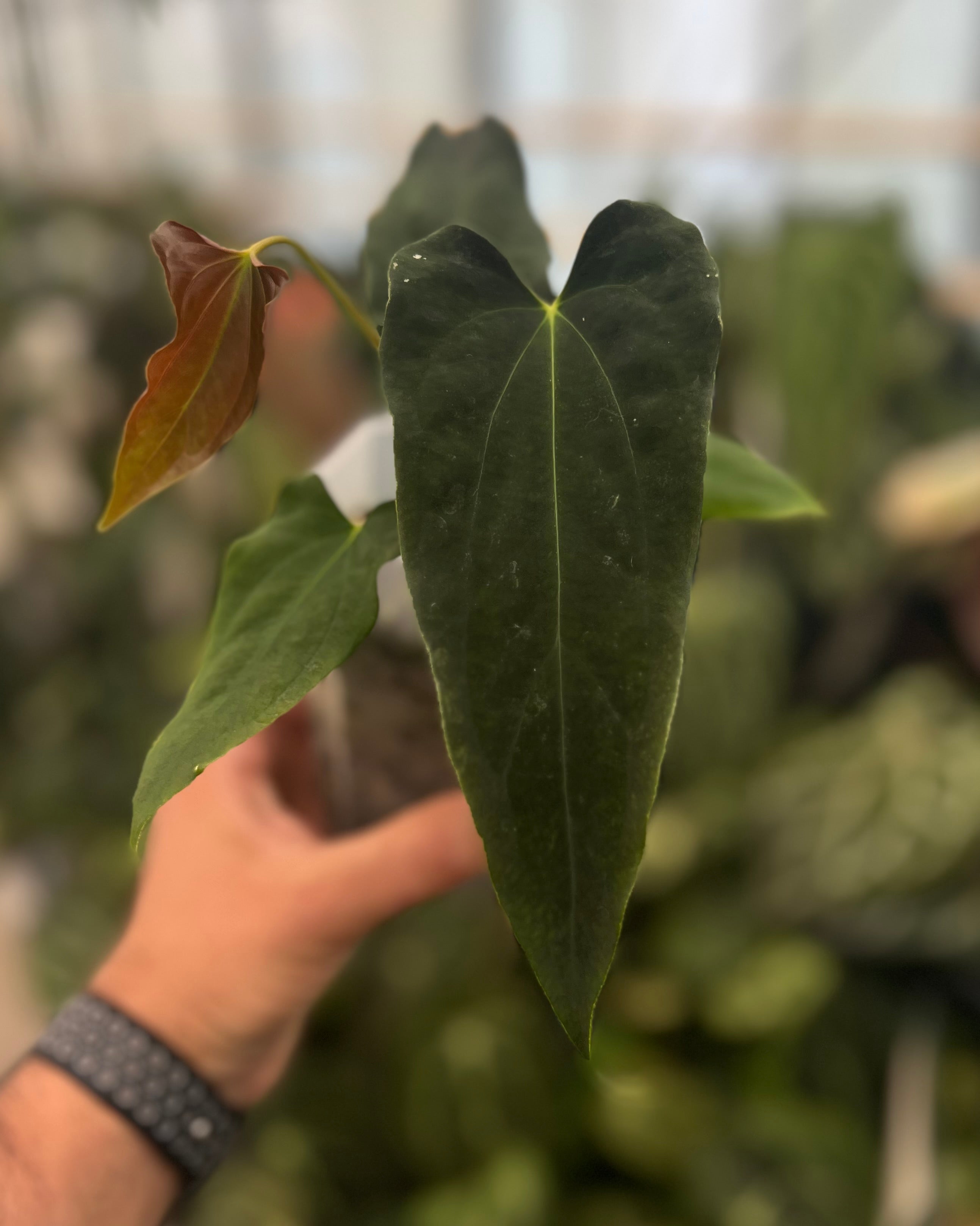 Anthurium papillilaminum (FSxRL) x (RLxFS) - Dagger