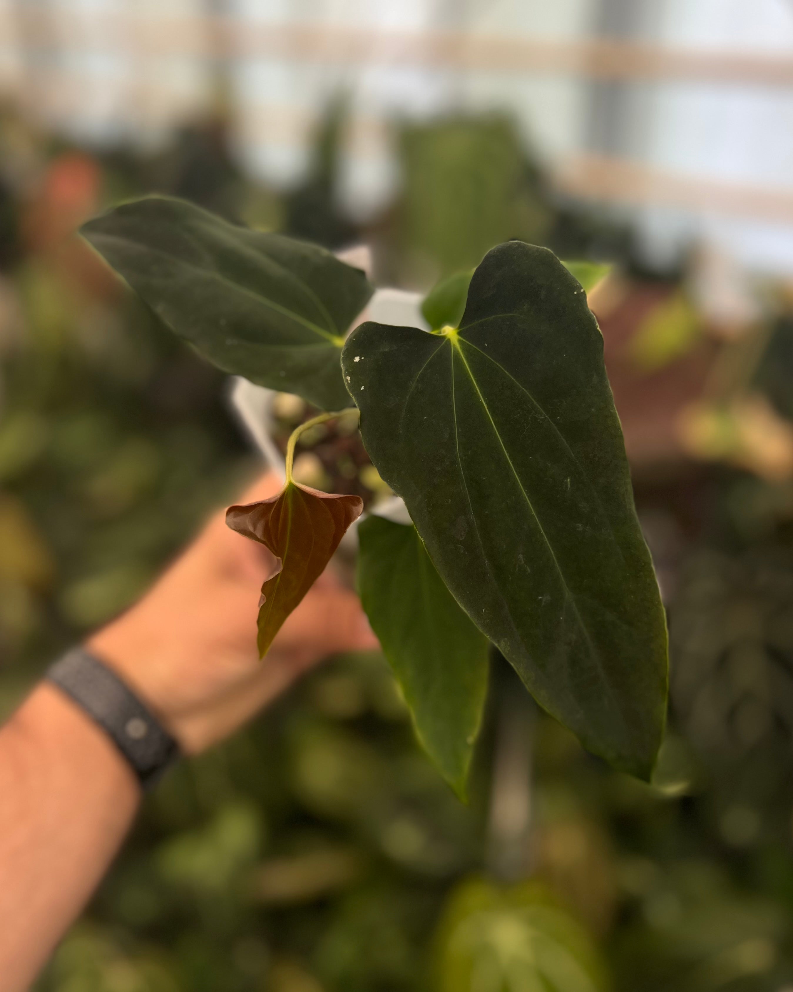Anthurium papillilaminum (FSxRL) x (RLxFS) - Dagger