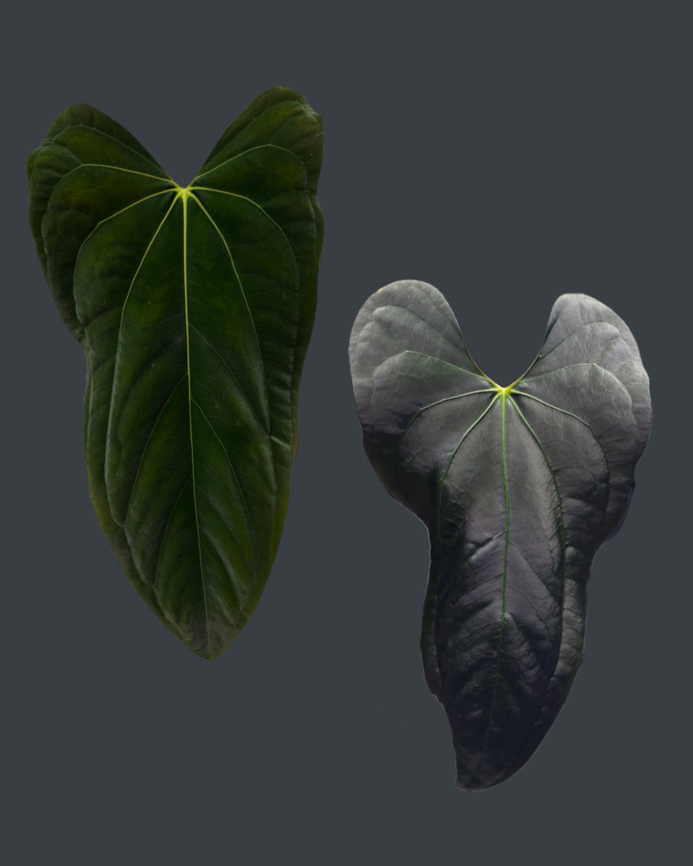 Anthurium papillilaminum FSxRL X papillilaminum Lago Gatun F2