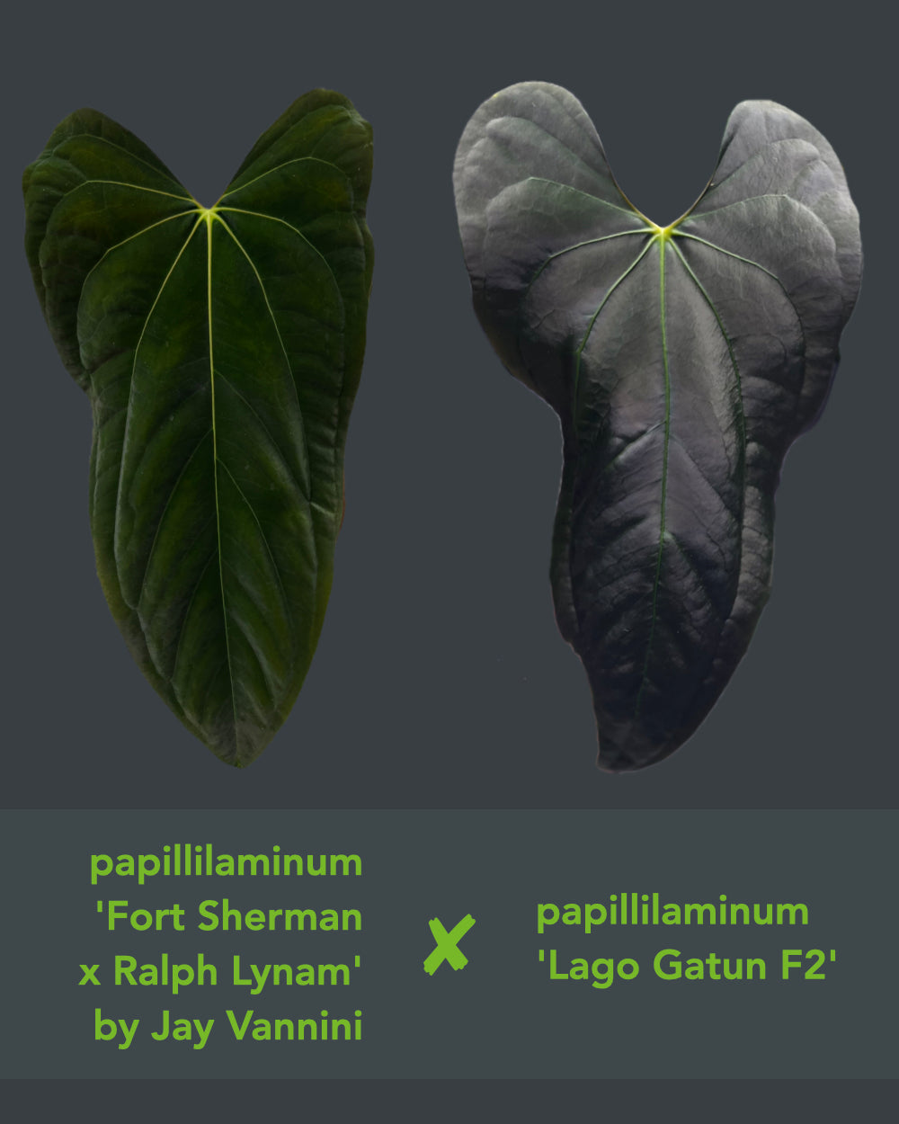 Anthurium papillilaminum FSxRL X papillilaminum Lago Gatun F2