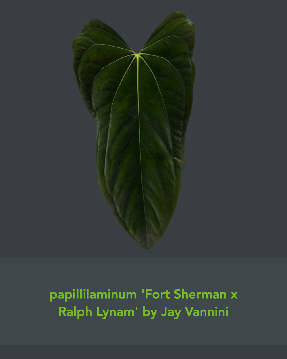 Anthurium papillilaminum FSxRL X papillilaminum Lago Gatun F2