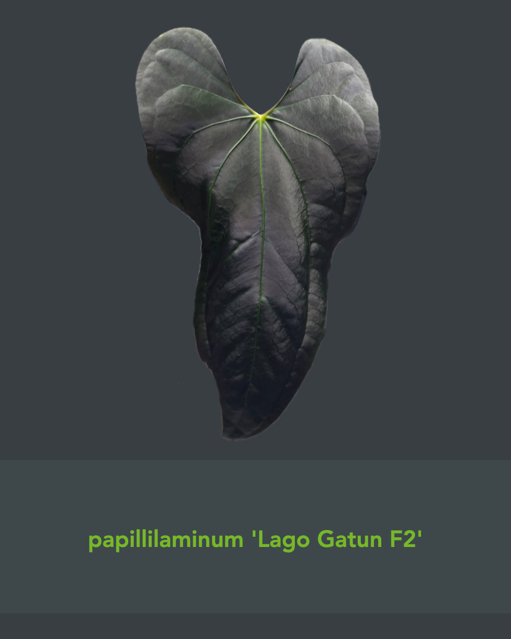Anthurium papillilaminum FSxRL X papillilaminum Lago Gatun F2