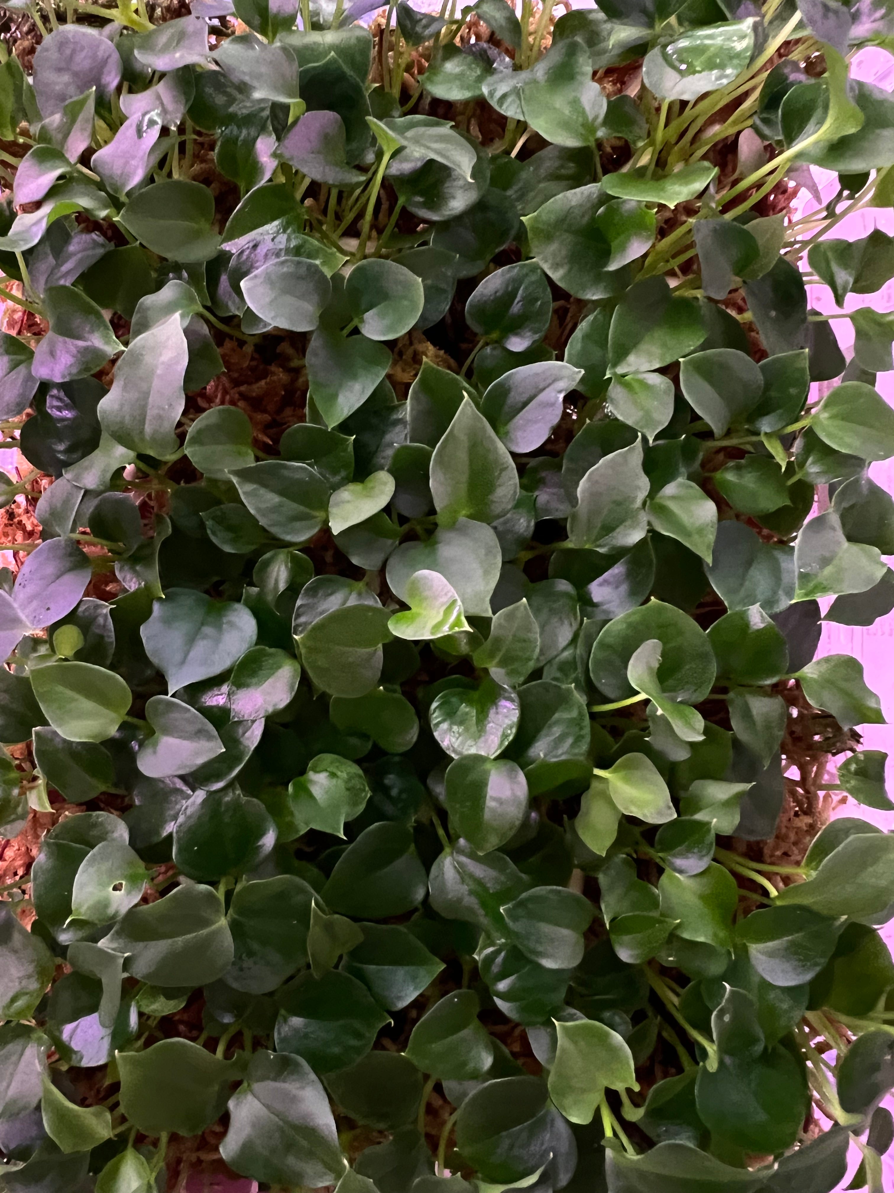 Anthurium papillilaminum FSxRL X papillilaminum Lago Gatun F2