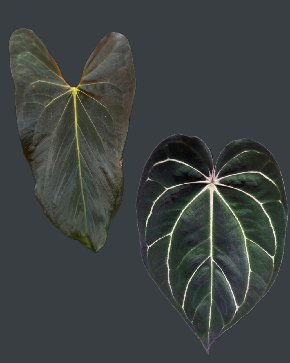 Anthurium Papillilaminum (FSx(FSxRL)) x Carlablackiae District