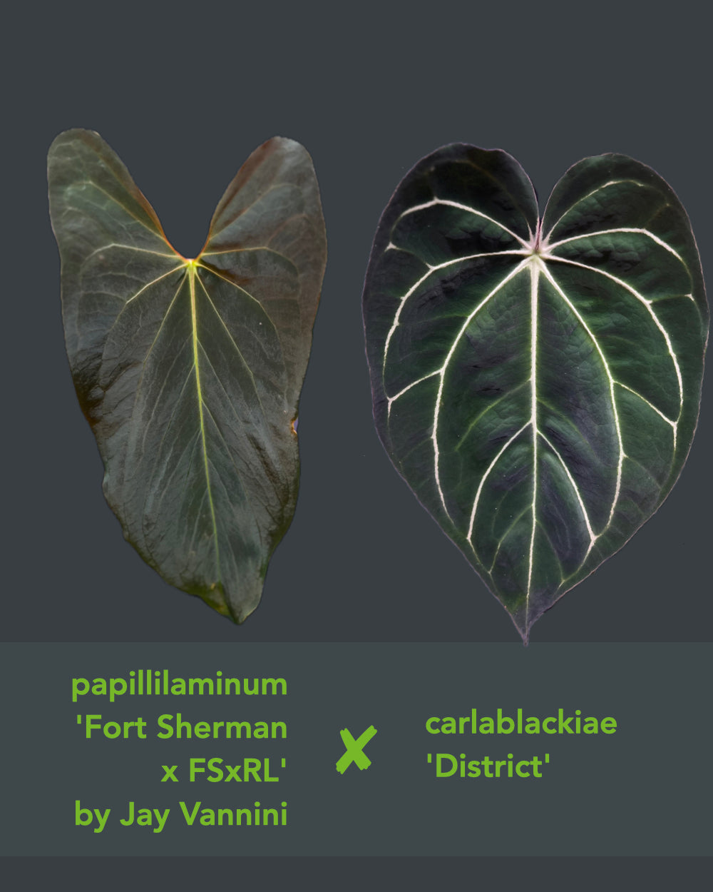 Anthurium Papillilaminum (FSx(FSxRL)) x Carlablackiae District