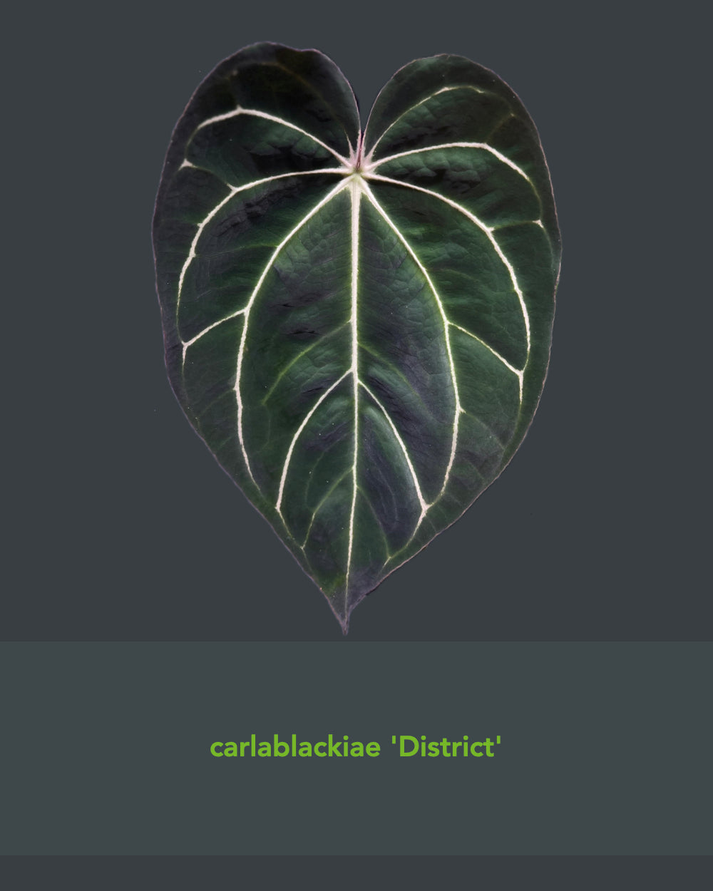 Anthurium Papillilaminum (FSx(FSxRL)) x Carlablackiae District