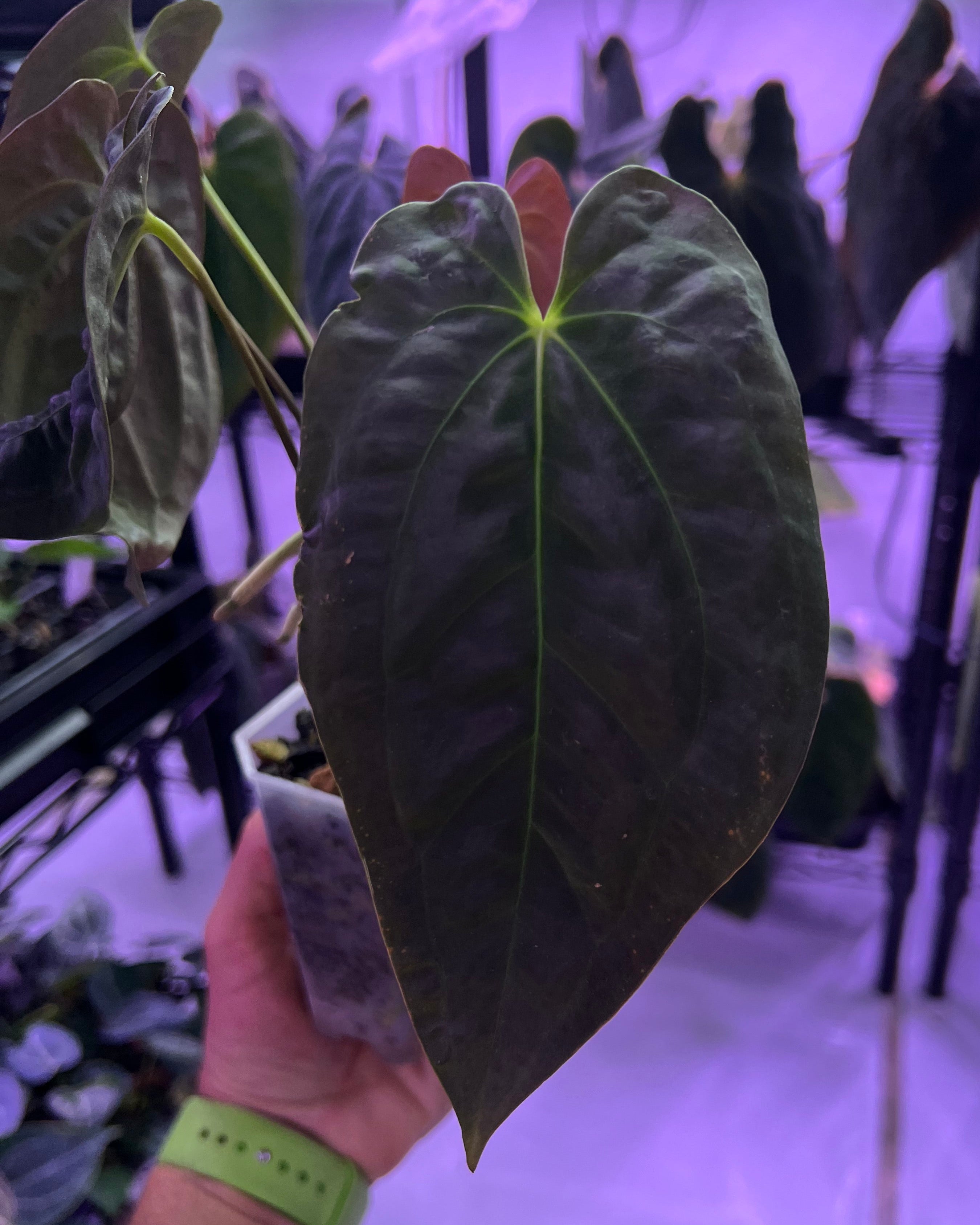 Papillilaminum Gatorbod F2