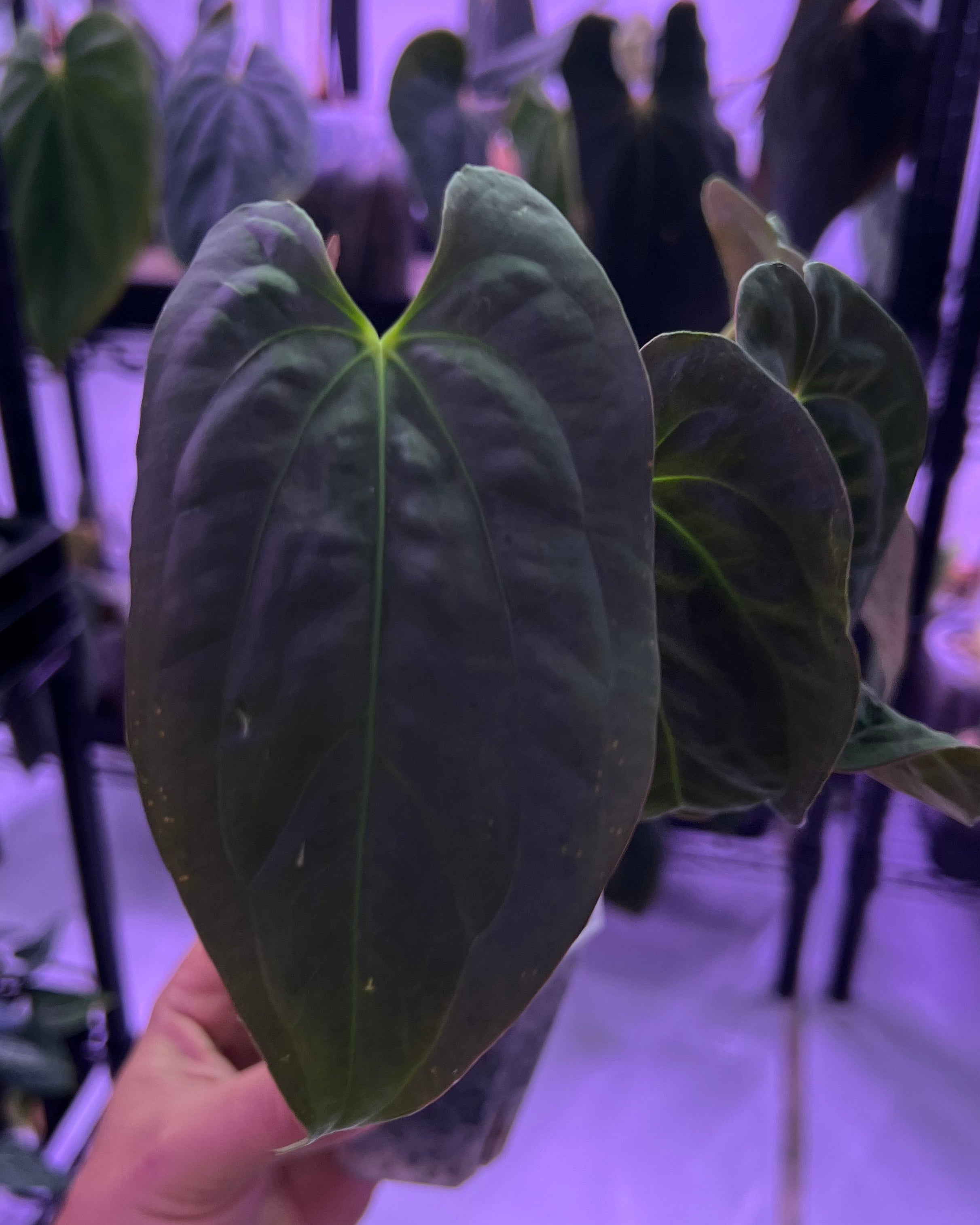 Papillilaminum Gatorbod F2