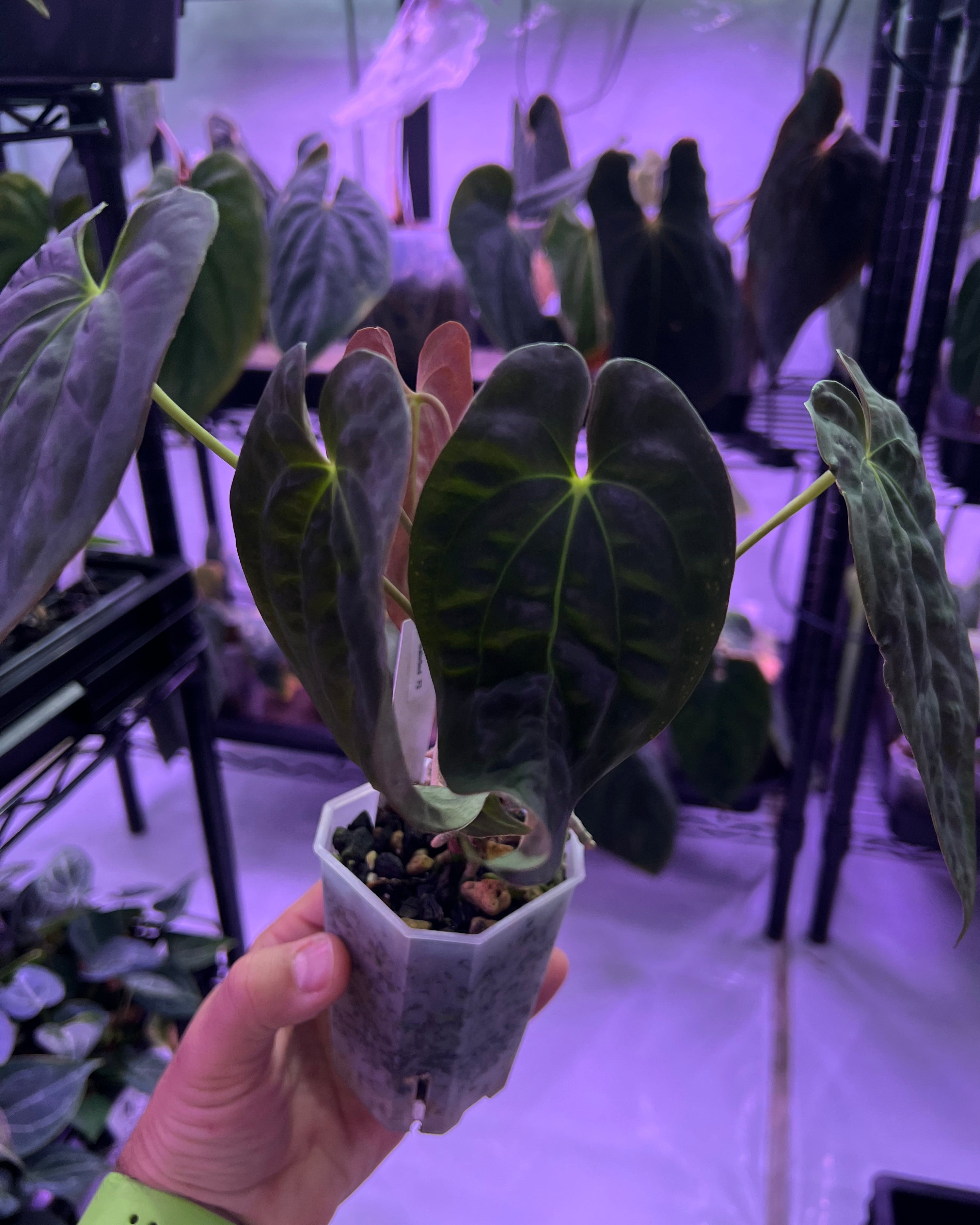 Papillilaminum Gatorbod F2