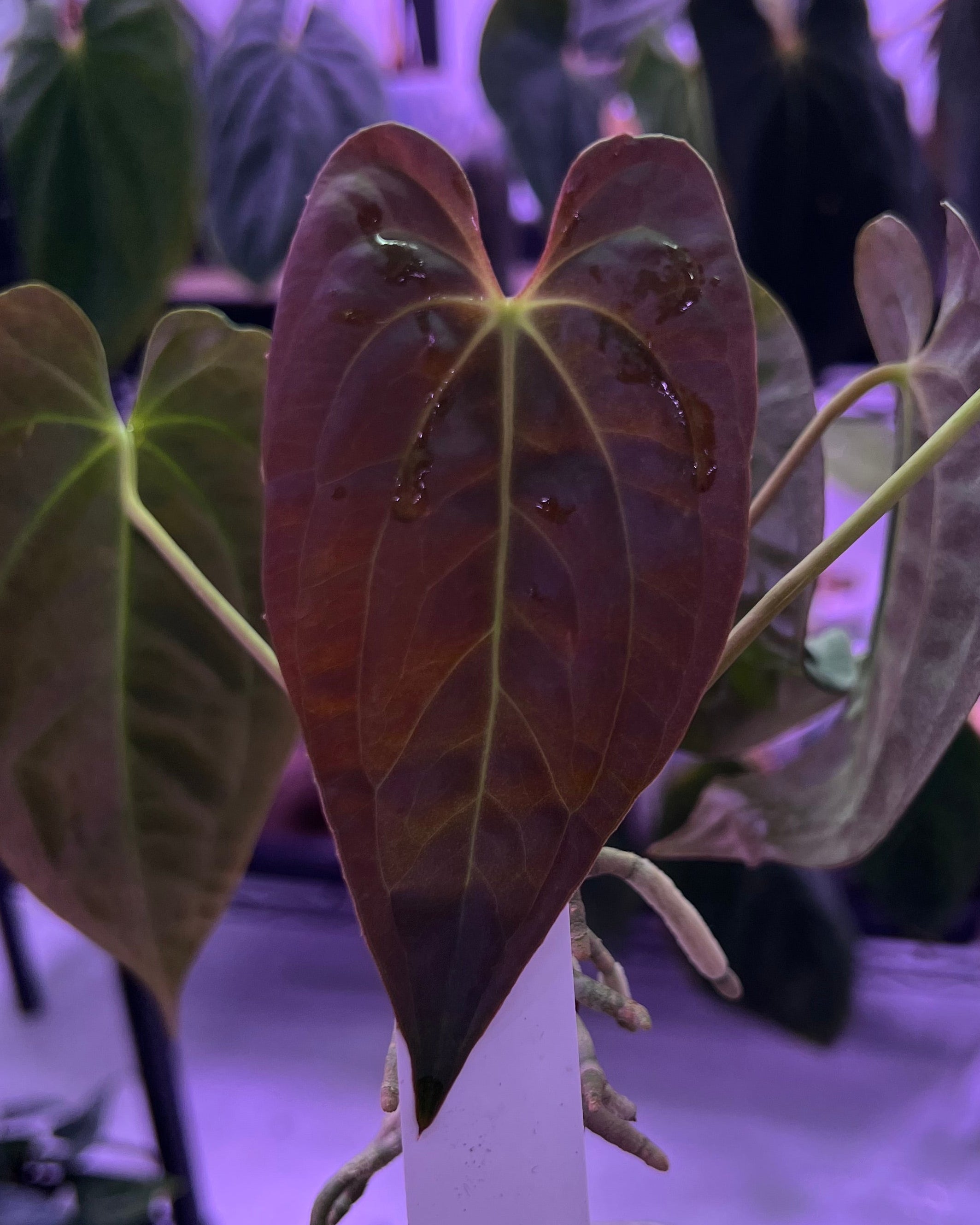 Papillilaminum Gatorbod F2