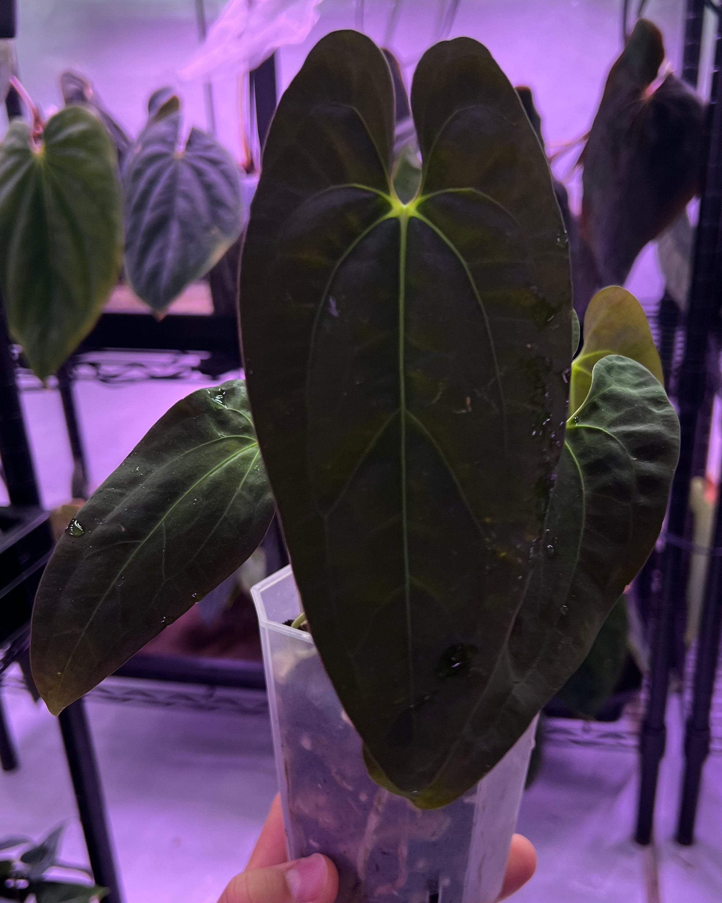 Papillilaminum Gatorbod F2