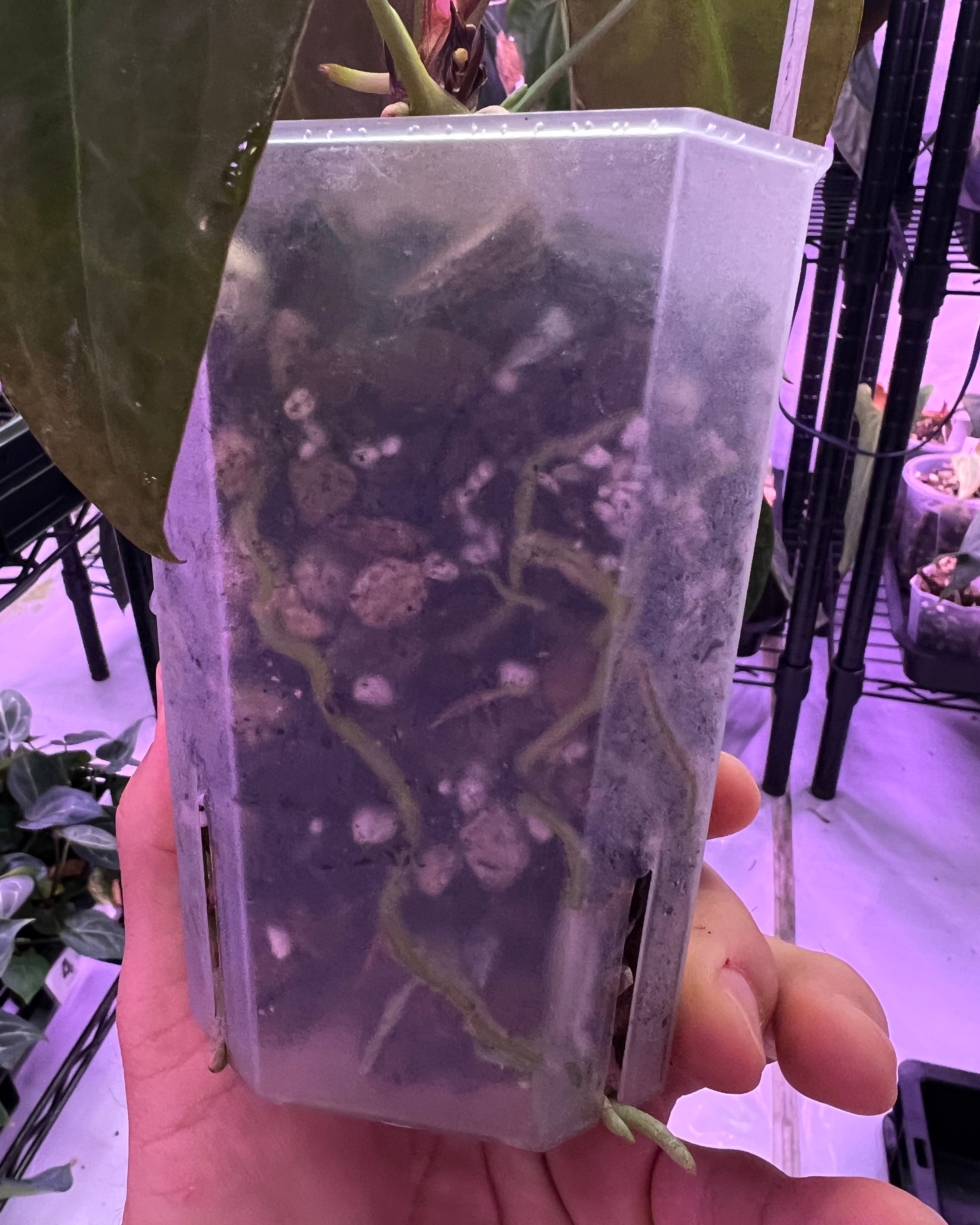 Papillilaminum Gatorbod F2