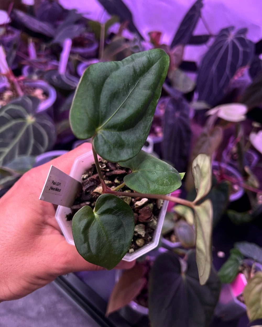 Anthurium papillilaminum Lago Gatun F1