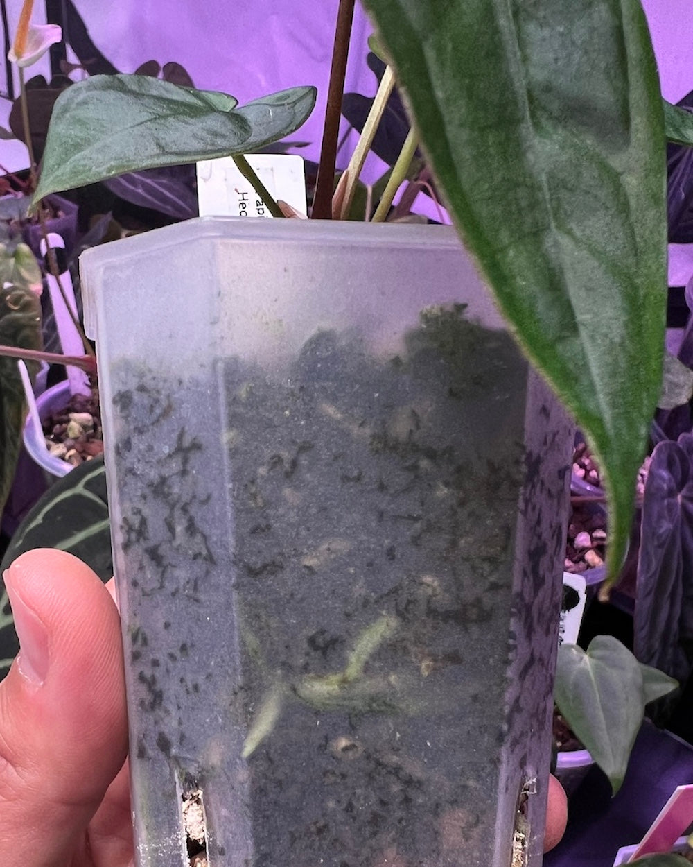 Anthurium papillilaminum Lago Gatun F1