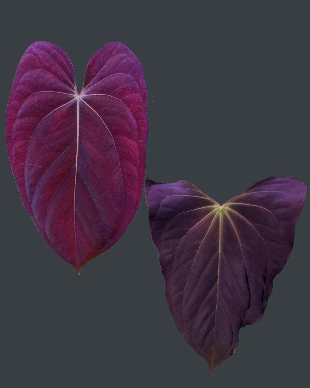 Papillilaminum RA4 S1 x Papillilaminum Vanderbilt