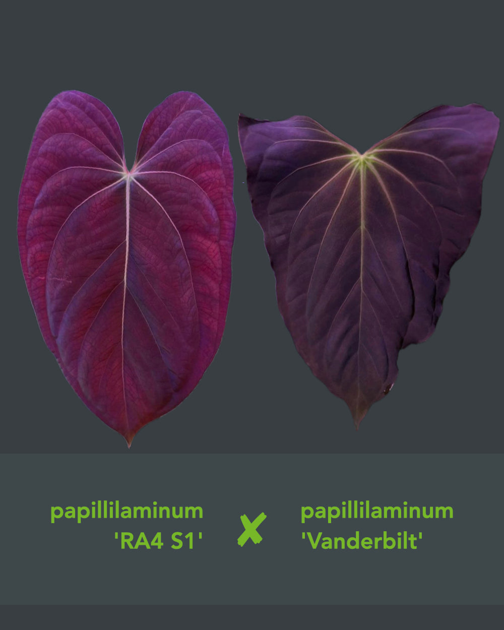 Papillilaminum RA4 S1 x Papillilaminum Vanderbilt