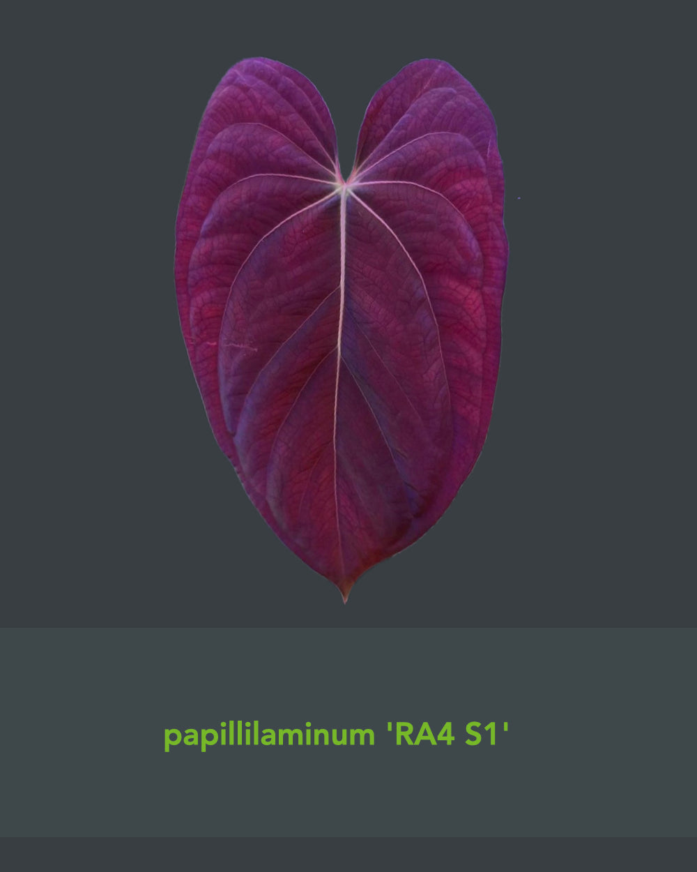 Papillilaminum RA4 S1 x Papillilaminum Vanderbilt