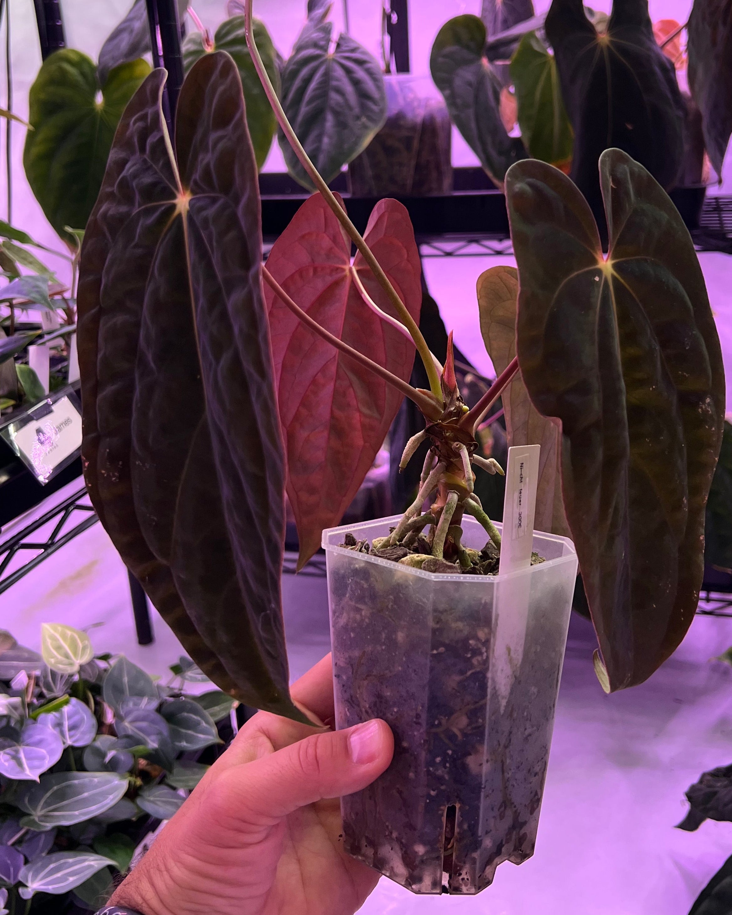 Papillilaminum RA4 S1 x Papillilaminum Vanderbilt