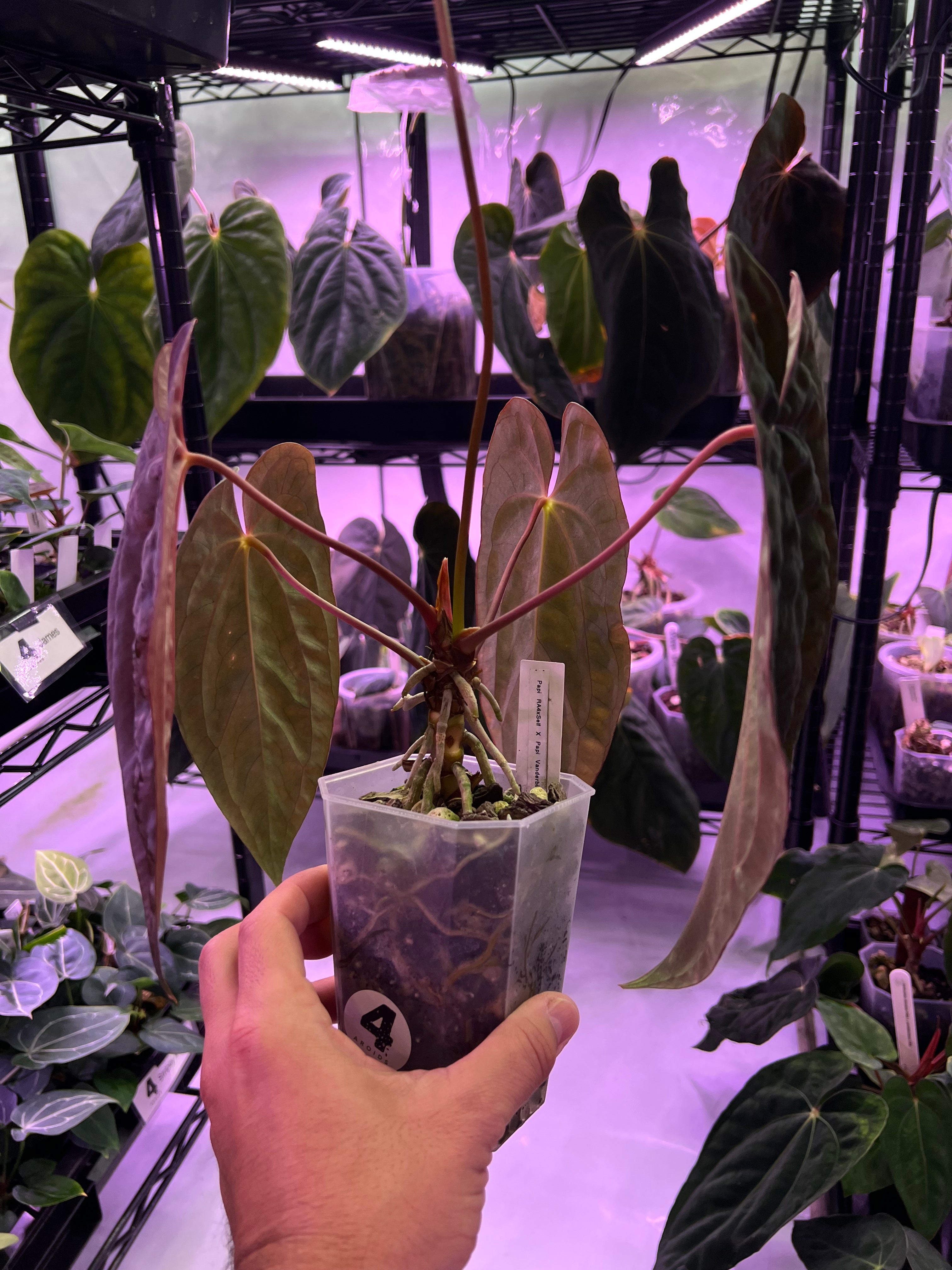 Papillilaminum RA4 S1 x Papillilaminum Vanderbilt