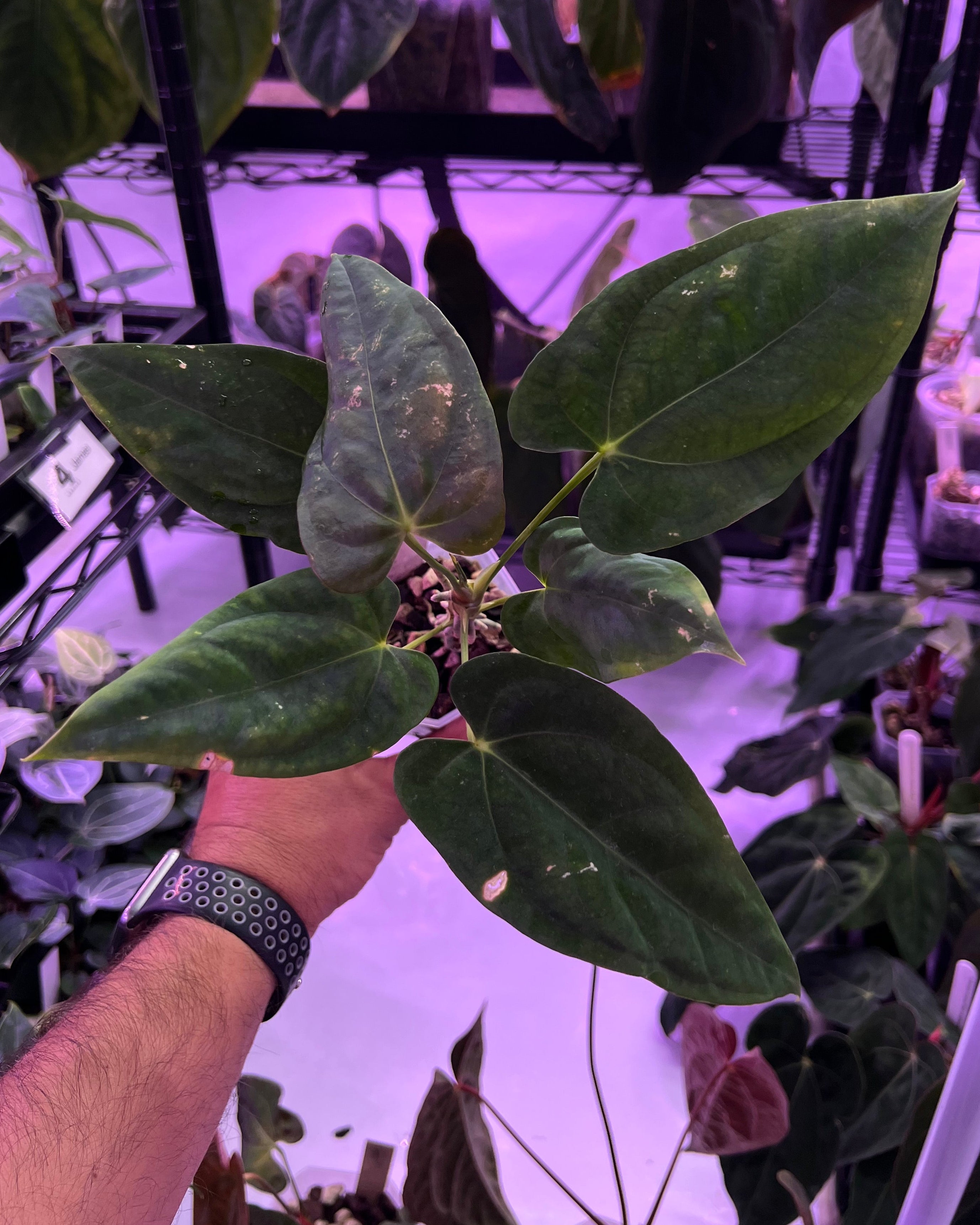 Anthurium Papillilaminum RA6 S1 (needs some love)