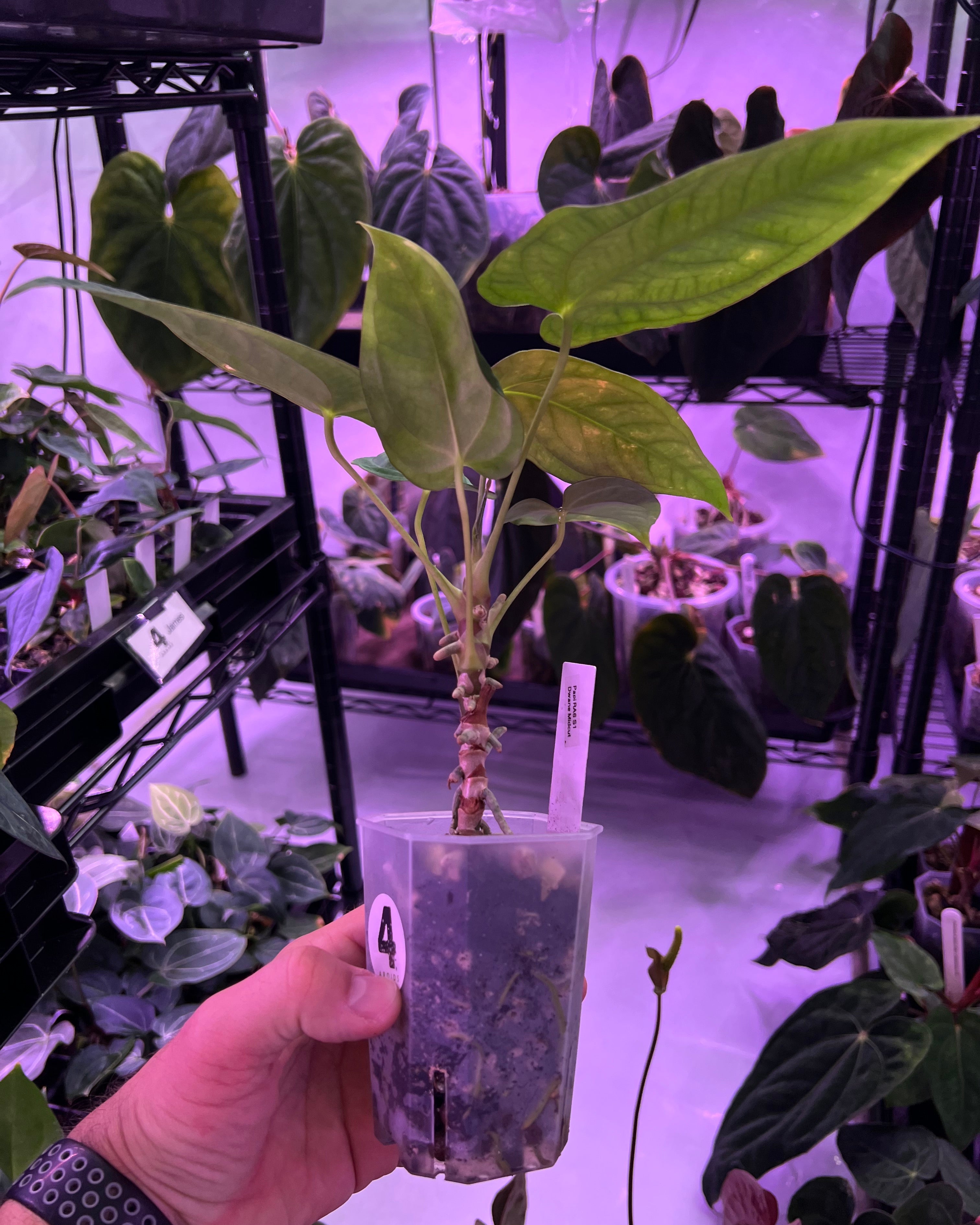 Anthurium Papillilaminum RA6 S1 (needs some love)