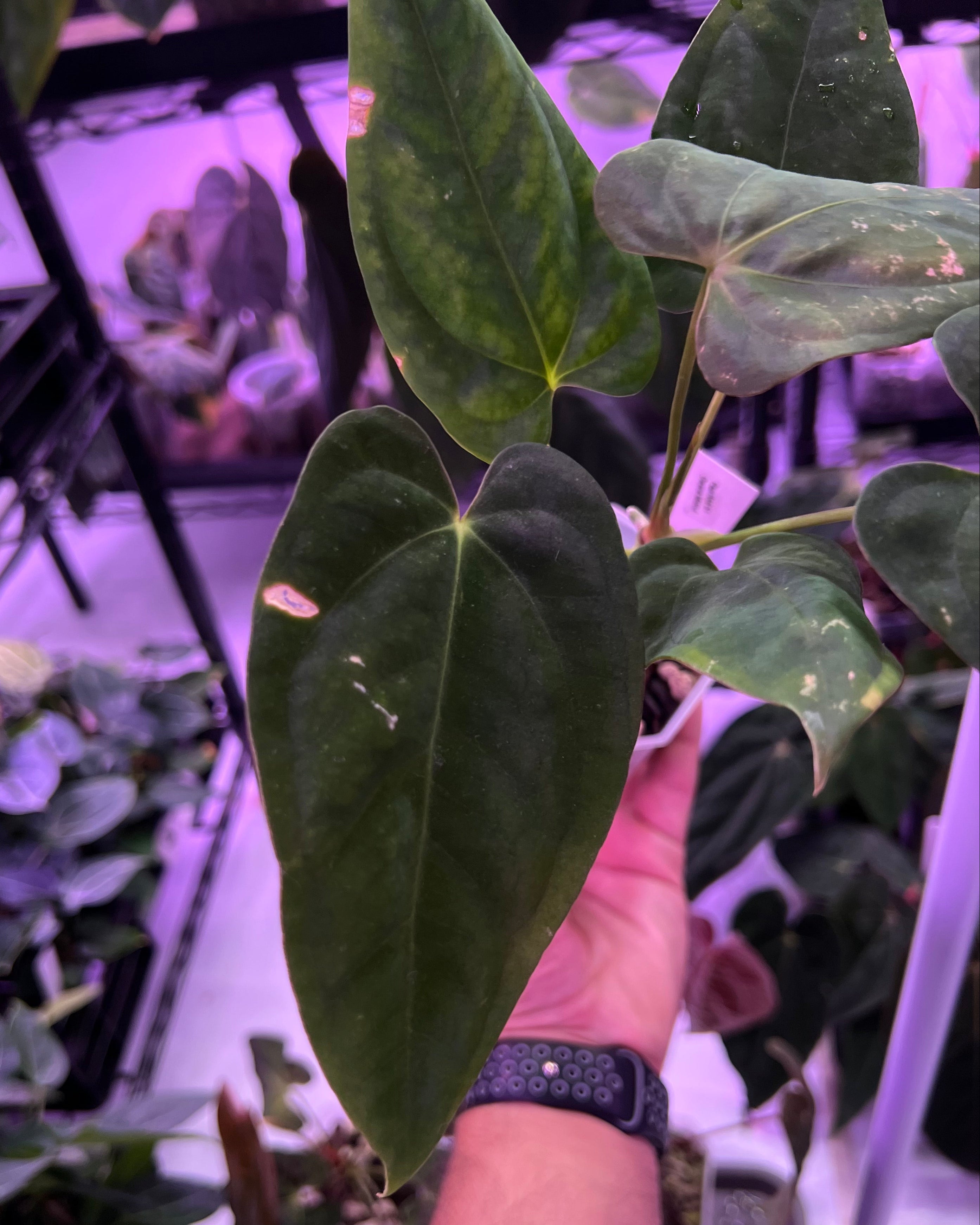 Anthurium Papillilaminum RA6 S1 (needs some love)