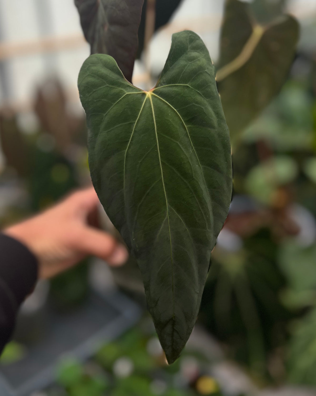 Anthurium papillilaminum Ralph Lynam x Fort Sherman