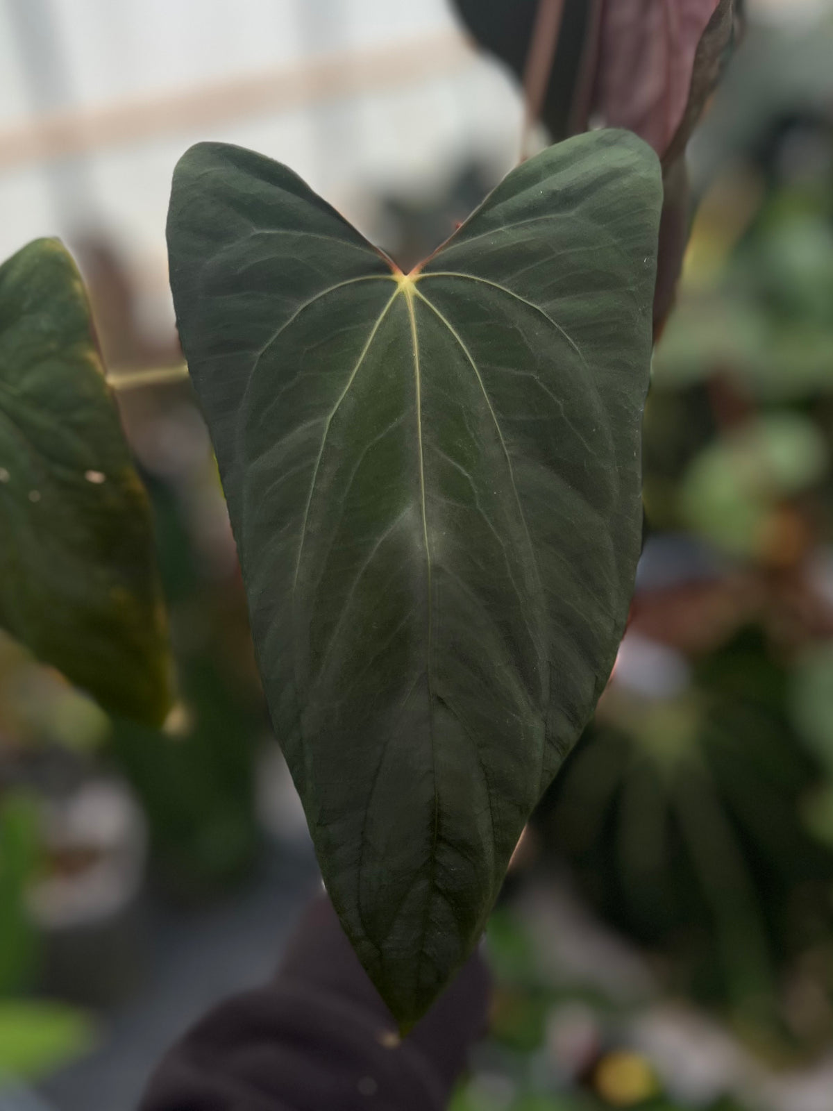 Anthurium papillilaminum Ralph Lynam x Fort Sherman