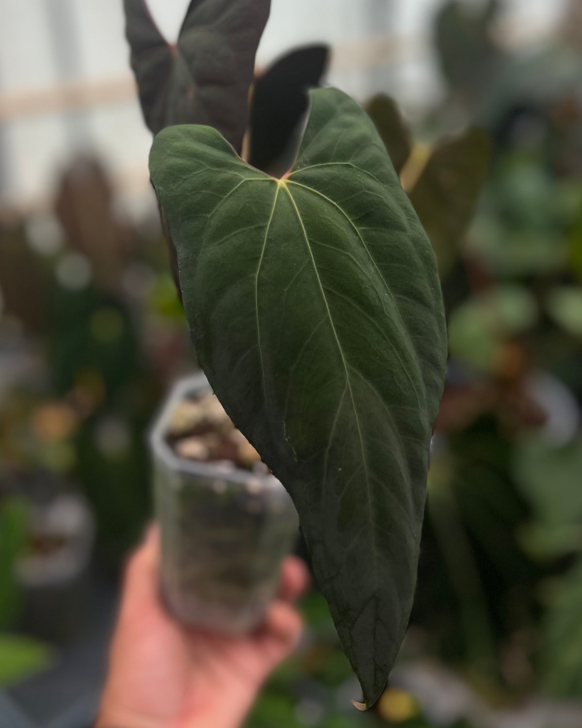 Anthurium papillilaminum Ralph Lynam x Fort Sherman