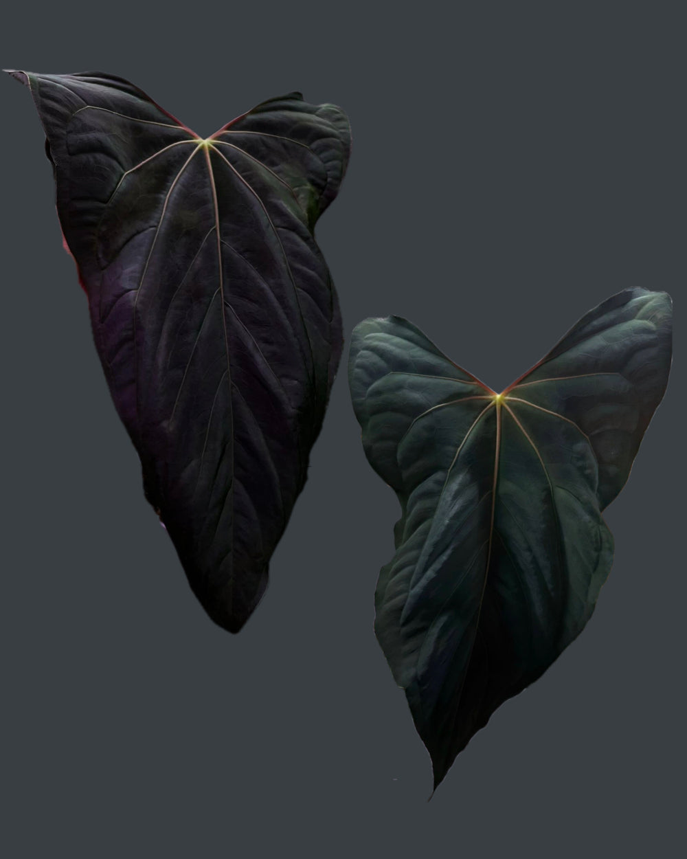 Anthurium papillilaminum Ralph Lynam S1 Wide Sinus