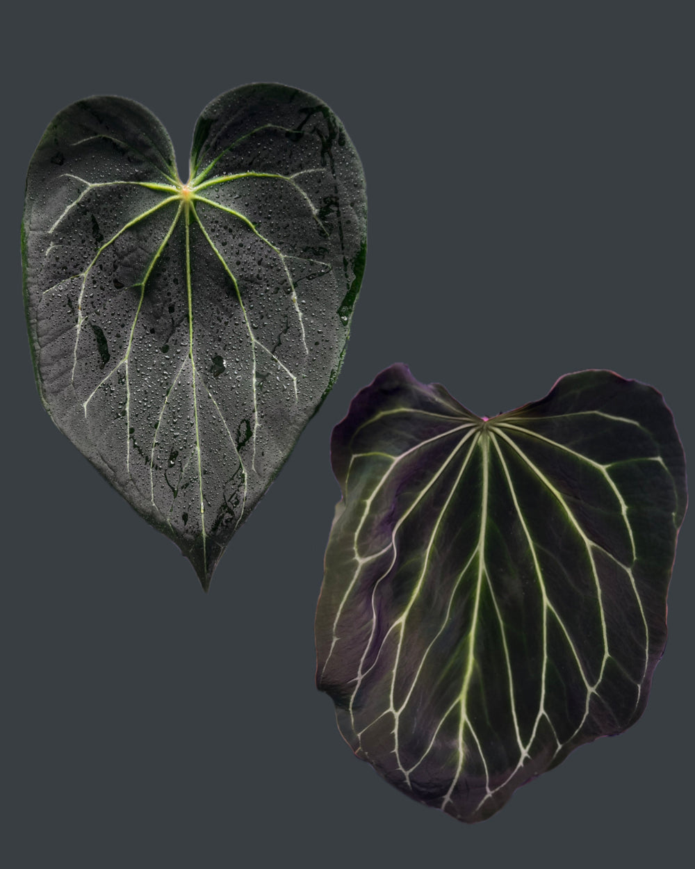 Anthurium Stripey x Odin