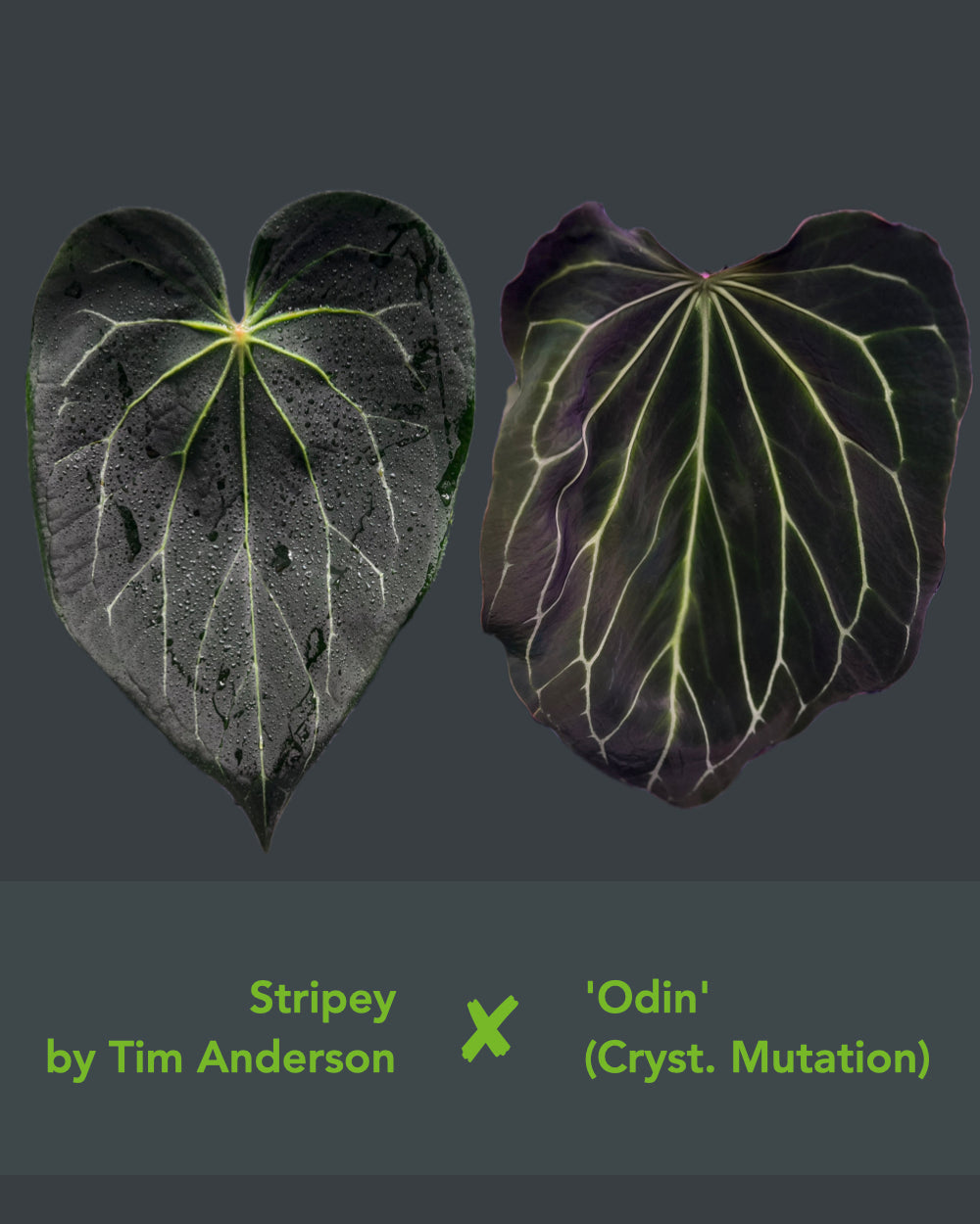 Anthurium Stripey x Odin