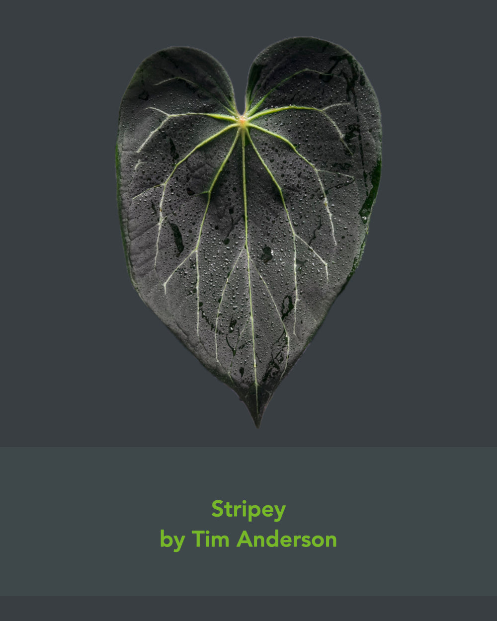 Anthurium Stripey x Odin