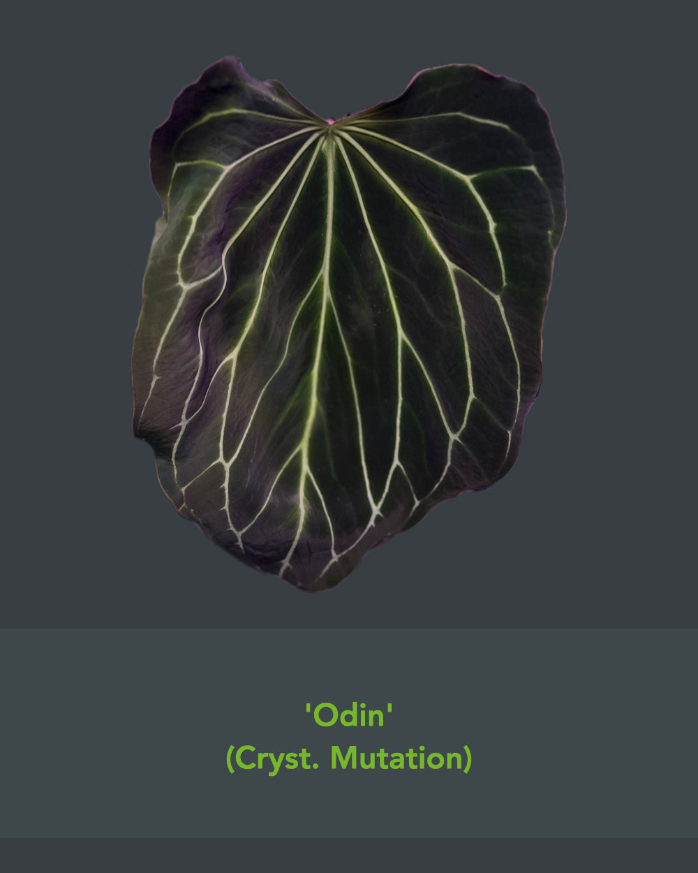 Anthurium Stripey x Odin