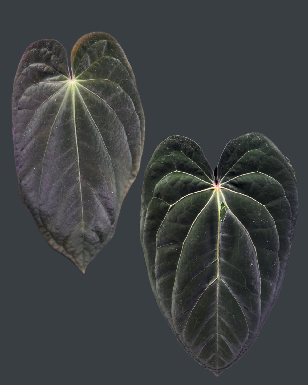 Anthurium (Antolakii Round x RA1) x (RC Cleopatra x Antolakii Esme)