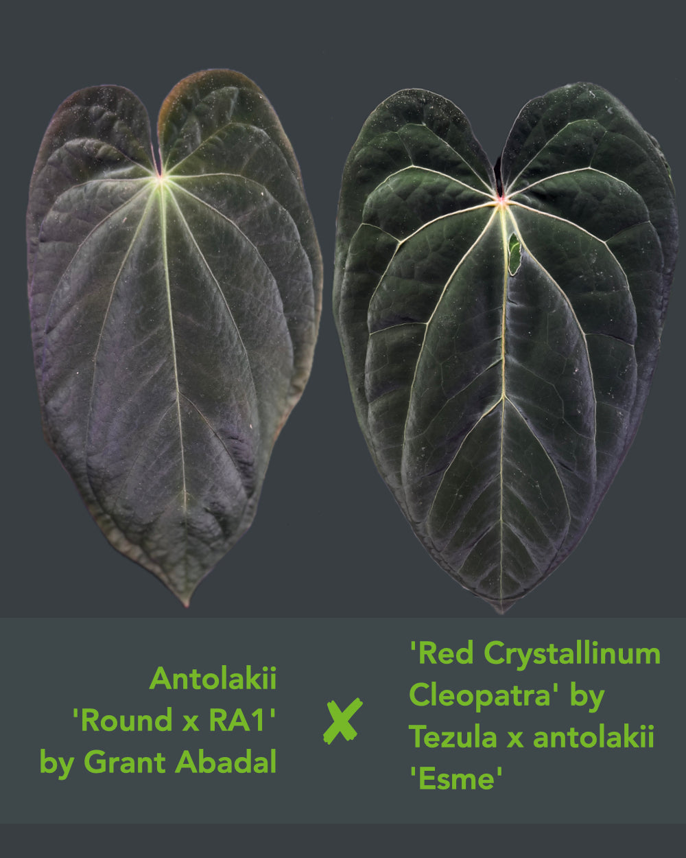 Anthurium (Antolakii Round x RA1) x (RC Cleopatra x Antolakii Esme)