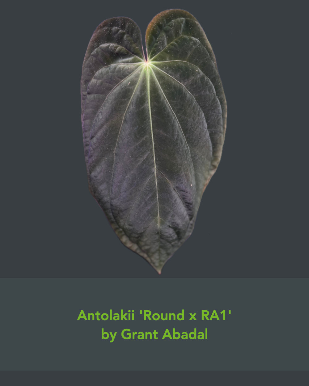 Anthurium (Antolakii Round x RA1) x (RC Cleopatra x Antolakii Esme)