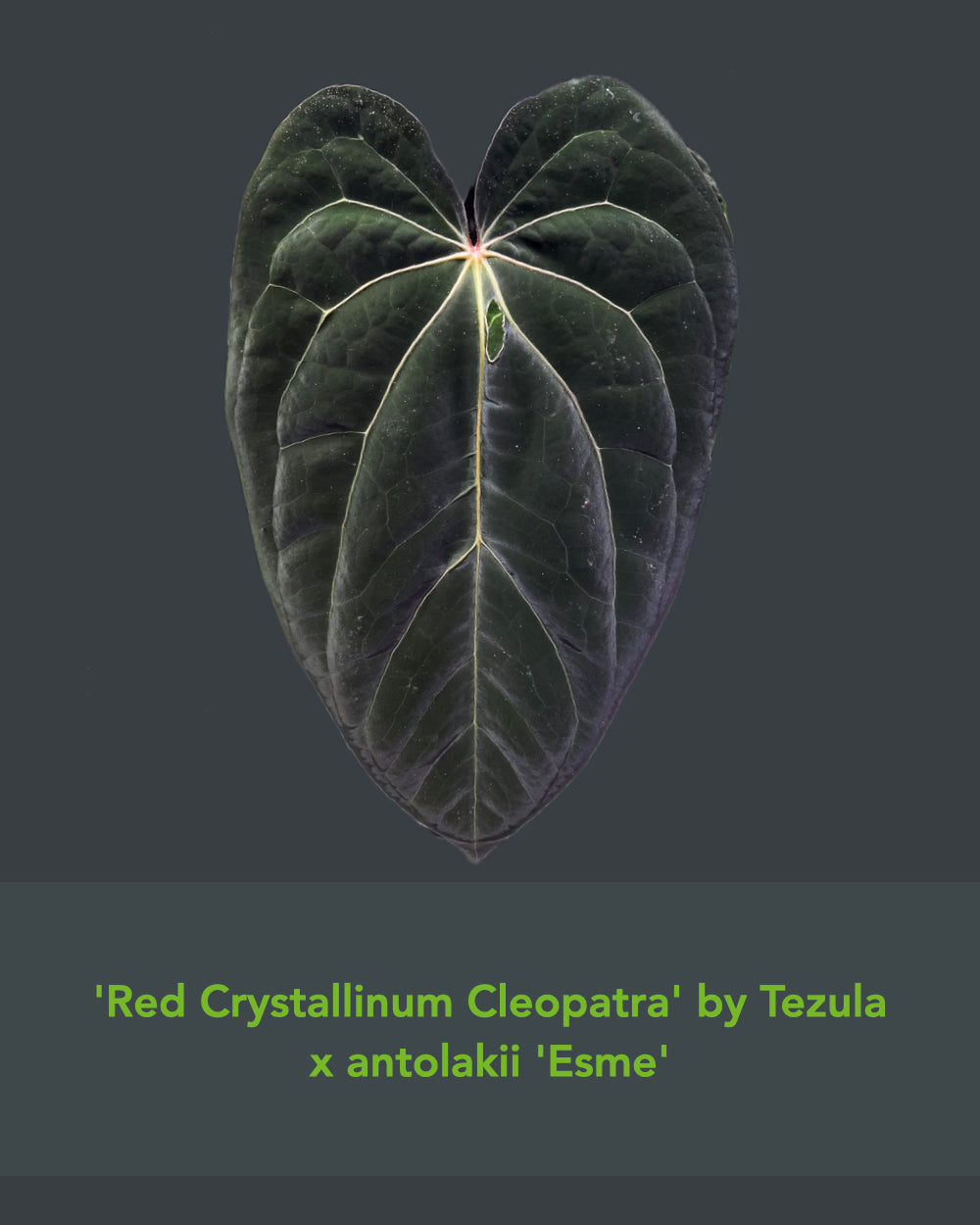 Anthurium (Antolakii Round x RA1) x (RC Cleopatra x Antolakii Esme)