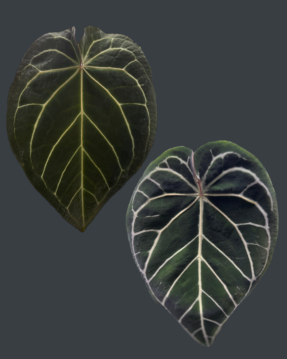 Anthurium (Black Widow x Michelle) x Zara