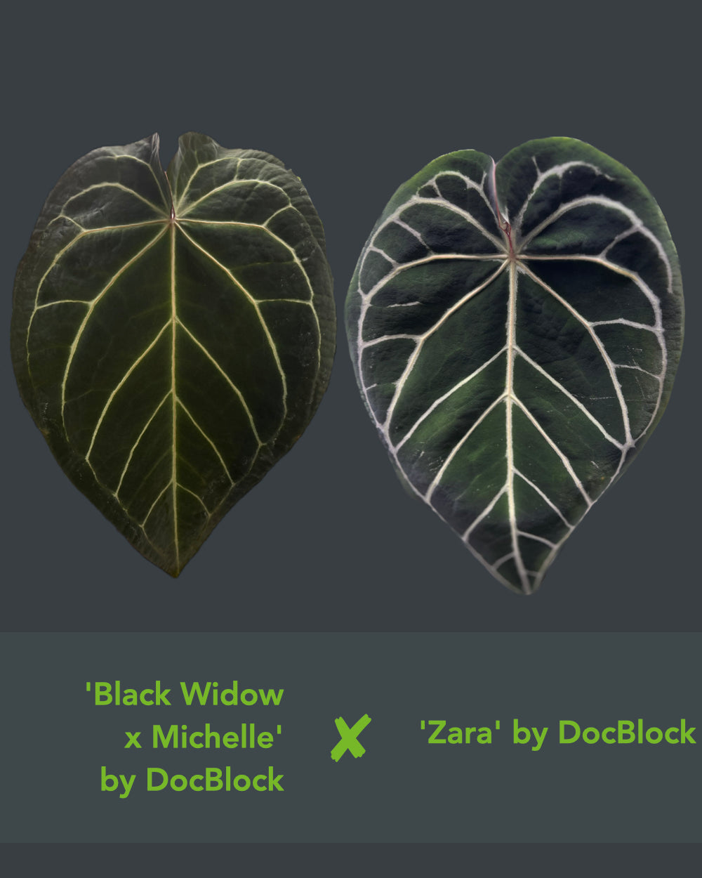 Anthurium (Black Widow x Michelle) x Zara