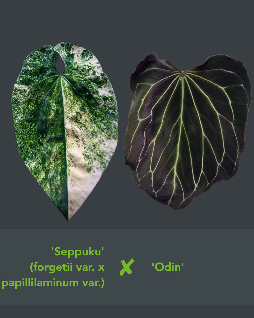 Anthurium Seppuku Variegata x Odin