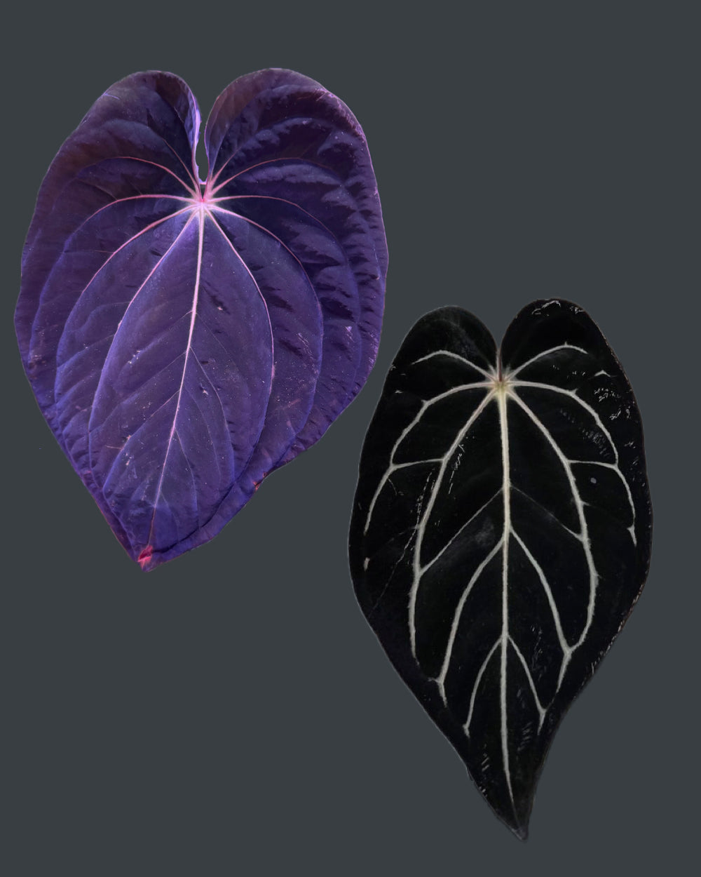 Anthurium antolakii Dark Star x carlablackiae GPH 001